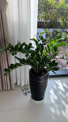 Healthy ZZ Plant (Zamioculcas) in Tall Black Ceramic Pot - Ready to Go
