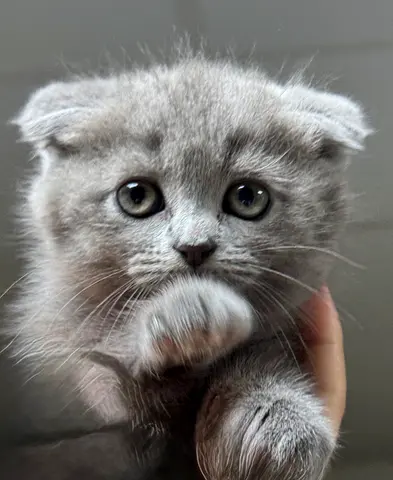 British Shorthair Kittens | 2 Month Old