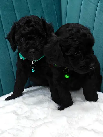 Poodle puppies for new home