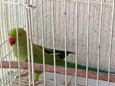 Breeding green parrot ( female )