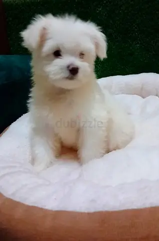 Maltese puppys