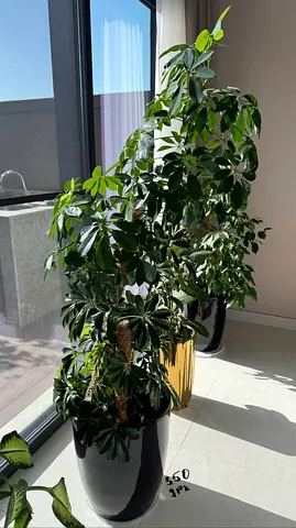 Large indoor Schefflera (umbrella plant) in pot - healthy, mature specimen