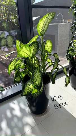 Large Dieffenbachia (Dumb Cane) in Tall Black Planter - Healthy Indoor Plant