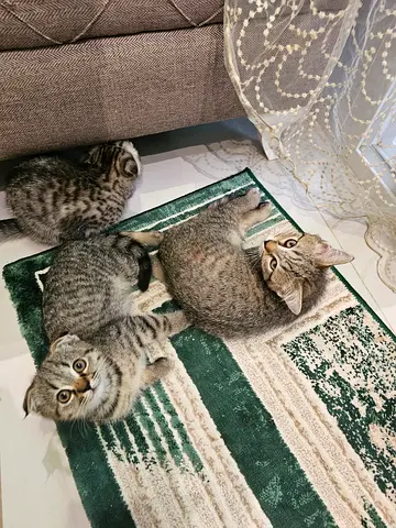 Mother with 2 kittens up for adaptation