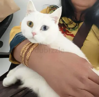 Female Turkish Angora Mix