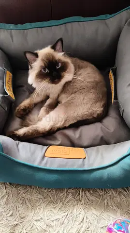 Rescued Himalayan male cat