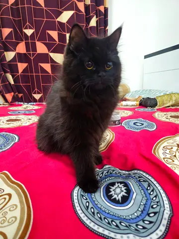 Friendly long-haired black kitten looking for a home