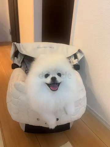 Cute white Pomeranian Puppy, Healthy and Friendly.