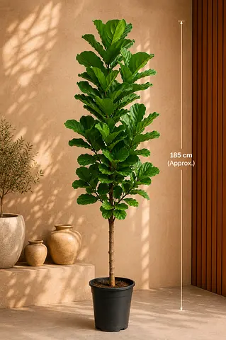 Fiddle Leaf Fig Tree - 185 cm Indoor Potted Plant