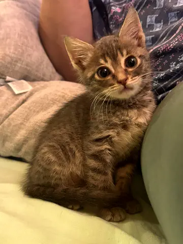 Ash 3 months old female trained Arabian Very playful Smart