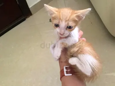 Small orange and white kitten — friendly, needs a home