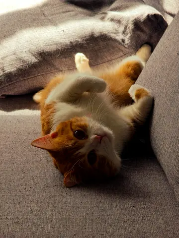 1 Male Cat for Free Adoption