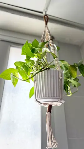 Hanging Pothos Plant with Macramé Holder - Ready to Hang