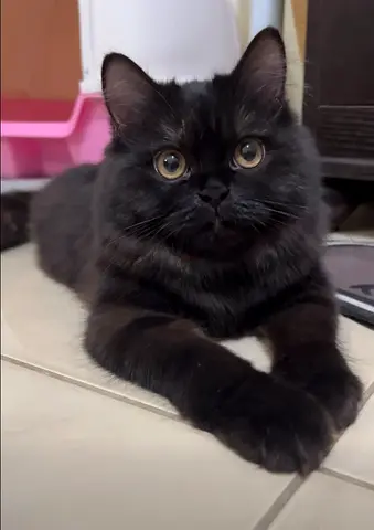 🐈 Free Black Cat - 100% FREE ADOPTION – Booboo 🖤
