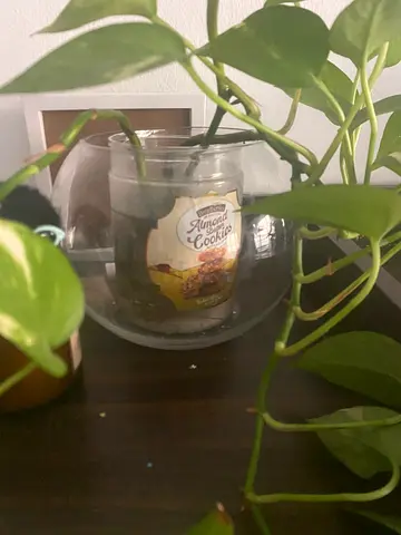 Money plant with a glass bowl