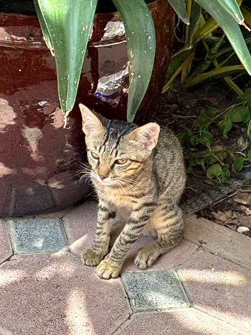Kitten for adoption