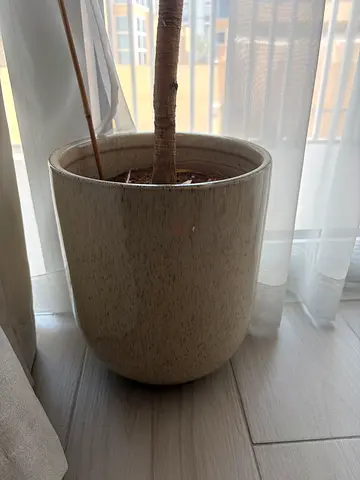 Beige ceramic indoor plant pot / planter (great condition) - 50 each