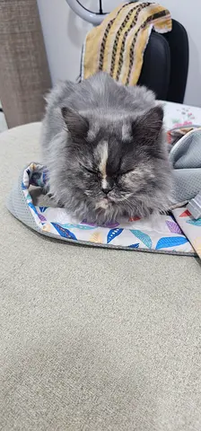 Persian Grey Cat