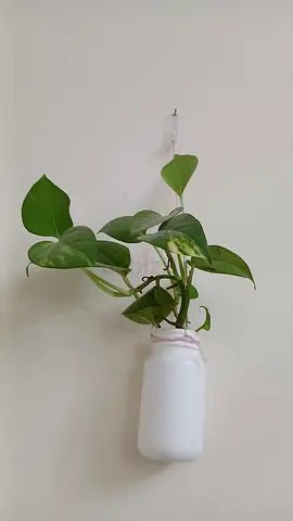 Hanging pothos plant in recycled bottle - ready to hang