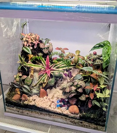 Large terrarium (live plants)
