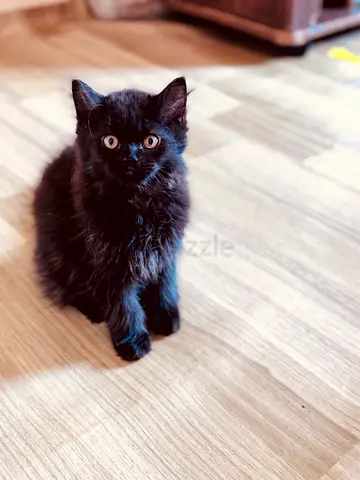 Adorable 3-month kittens looking to re-home