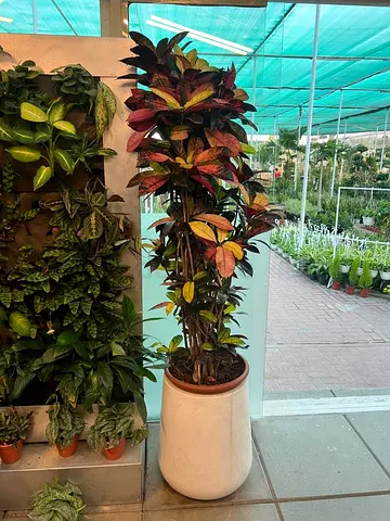 Live Tall Croton Indoor Plant in White Decorative Pot - Ready to Brighten Your Space