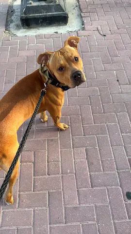 Dash is 1.5years fully vaccinated with a chip. brown dog - friendly, needs new home for free adopt