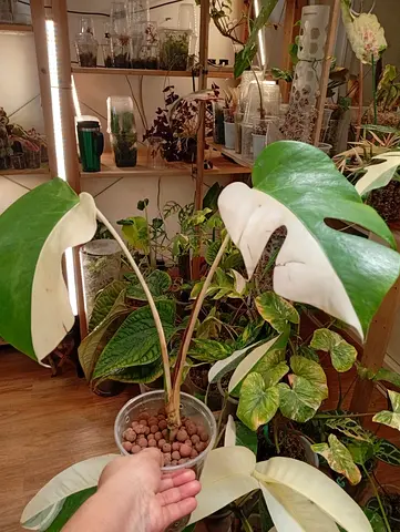 Monstera albo in leca with half moon leaves. Aed225/-. Pickup near financial center metro. Delivery