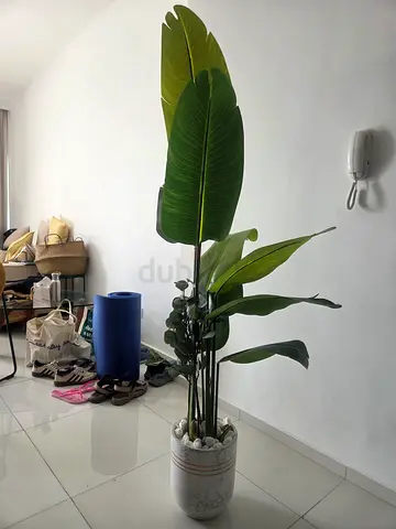 Artificial tall indoor potted bird of paradise plant (Strelitzia) in ceramic pot