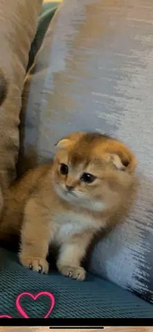 العين