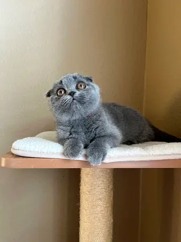 Adorable Scottish Fold Kitten – Ready for a Loving Forever Home! ❤️