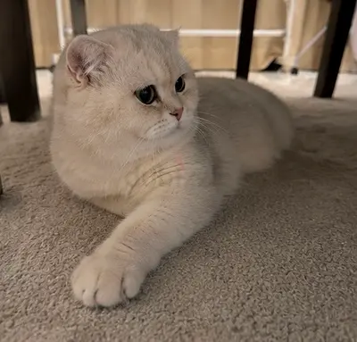 Beautiful British Shorthair - Quiet, Friendly, Indoor Cat