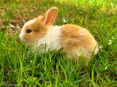 Rabbit