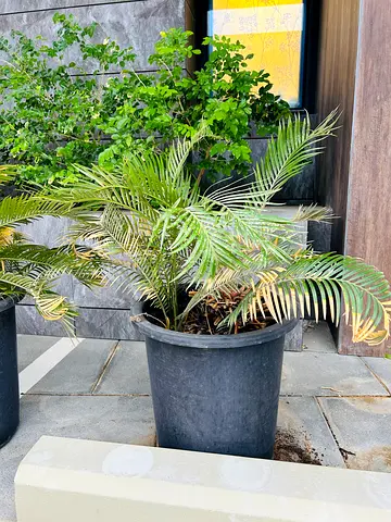 Medium Potted Indoor/Outdoor Palm - Good Condition
