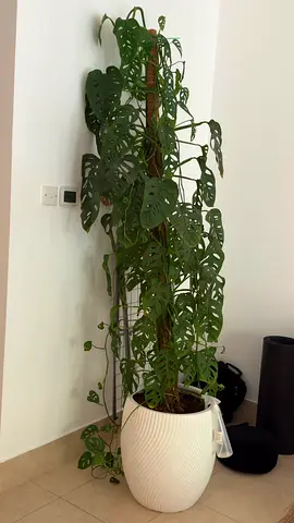 Large Monstera (Monstera Adansonii) in Decorative White Pot — Healthy Climber