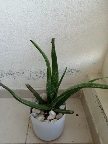 Aloe Vera Potted Plant - Healthy Medium Size