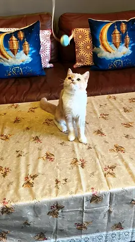 Healthy Scottish British Kitten