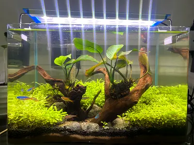 Complete Planted Aquarium with fish, LED Lighting and Driftwood and filter