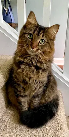 🐱 Free Mixed Breed Cat for 100% Free Adoption – Pecca 🤍🐾