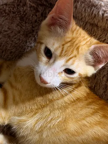 Leo 3 months old male vaccinated and trained Arabian Very playful Smart Passionate