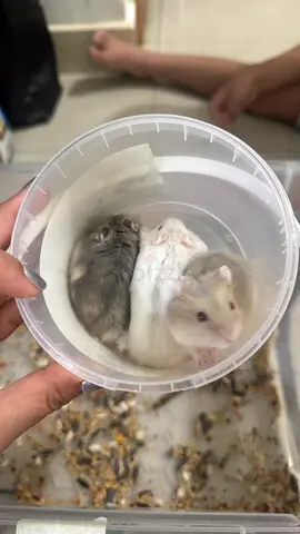 Winter Dwarf Hamsters for adoptions