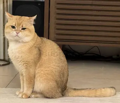 Friendly British Shorthair - Healthy Adult Cat for Rehoming