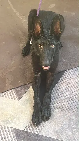 Adoption Announcement: Purebred German Shepherd (8 Months)