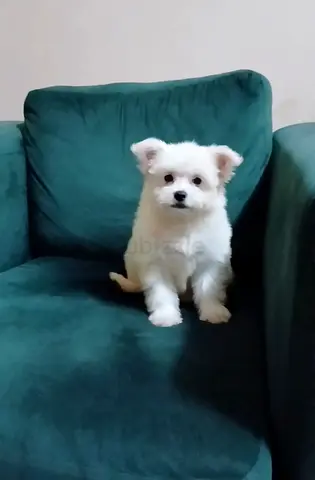 Maltipom puppy