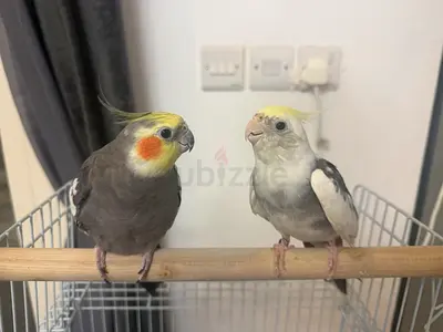 2 Cockatiel parrots with cage “names: mango and silver”