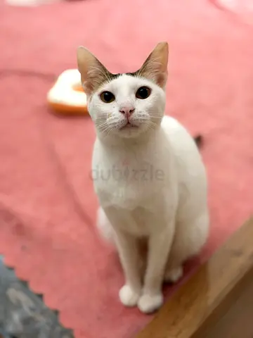 Bella 1 year old female vaccinated , neutered and dewormed