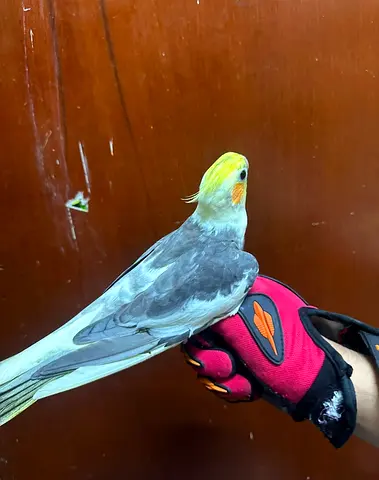 Hand-tamed Cockatiel - Young, Friendly, Ready for Home
