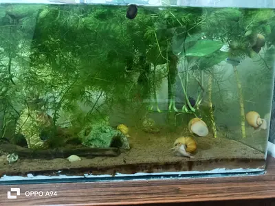 Clearance sale - live Aqua plants and other accessories