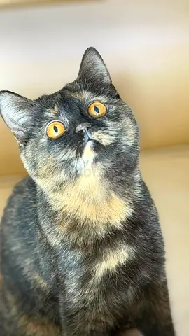 Friendly female tortoiseshell kitten available for adoption