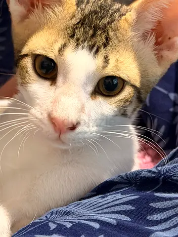 Naz 3 months old male vaccinated and trained Arabian Very playful Smart Passionate